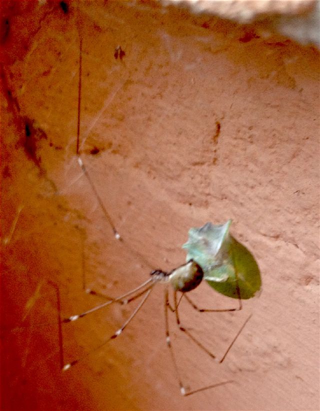 Pholcidae: Holocnemus pluchei  -  Cesena (FC)